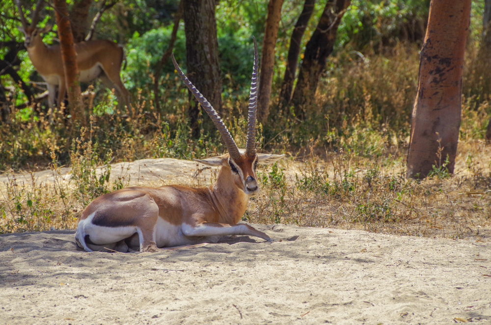 Abijatta-Shalla National Park