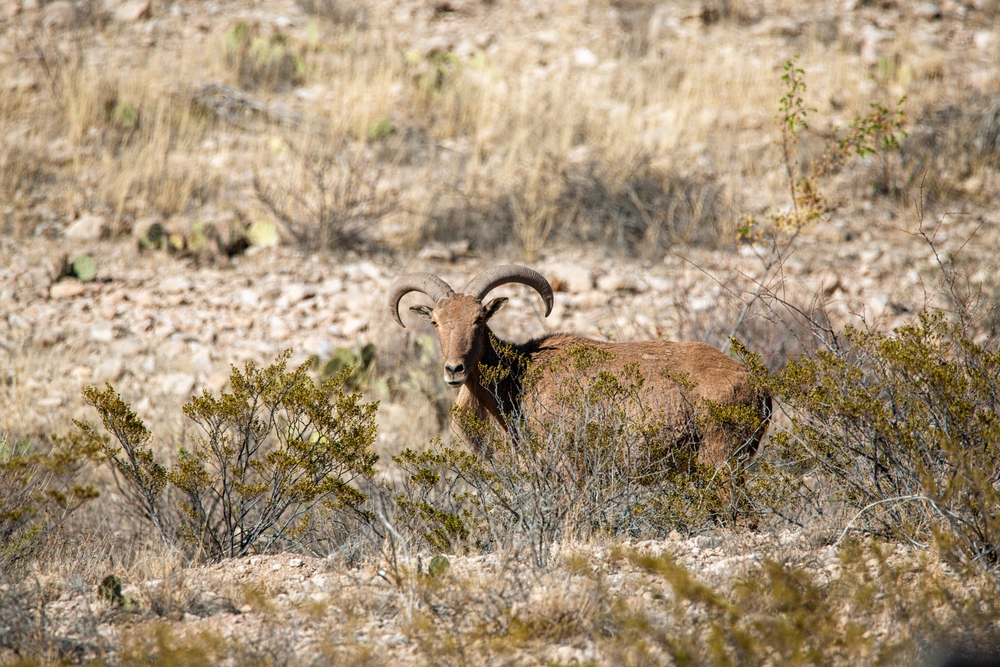Abughilan National park Barbary sheep
