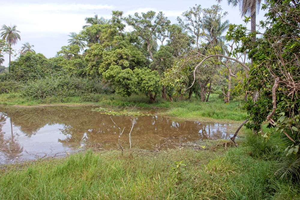 Abuko National Park