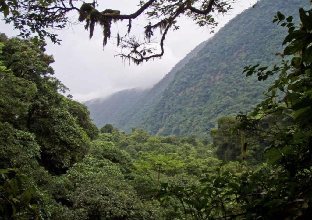 Altos de Nsork National Park