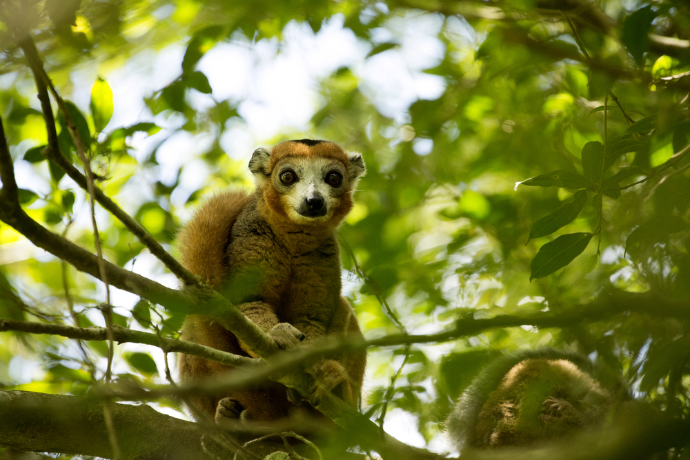 Midongy du Sud National Park