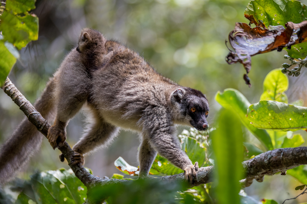 Analamazaotra National Park