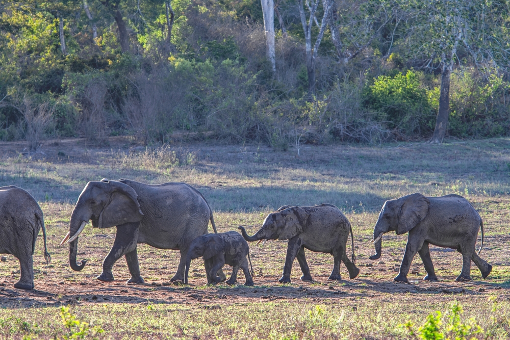 Arabuko Sokoke National Park