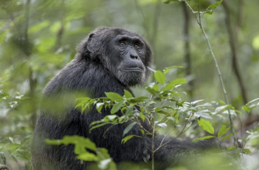 Boumba Bek National Park