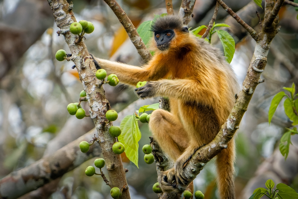 Baroiyadhala National Park
