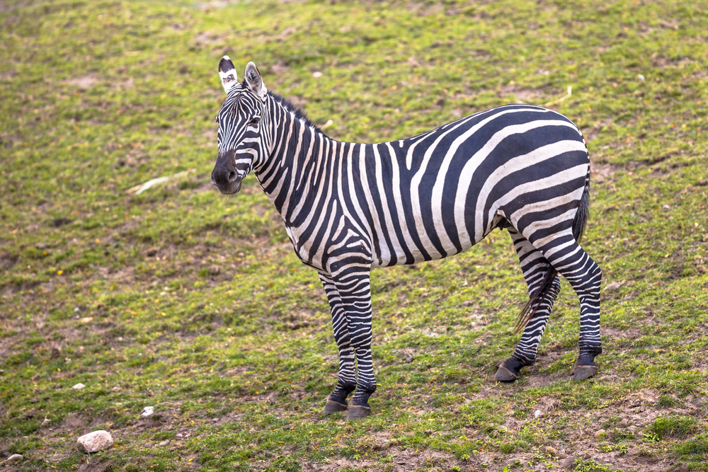 Boma National Park