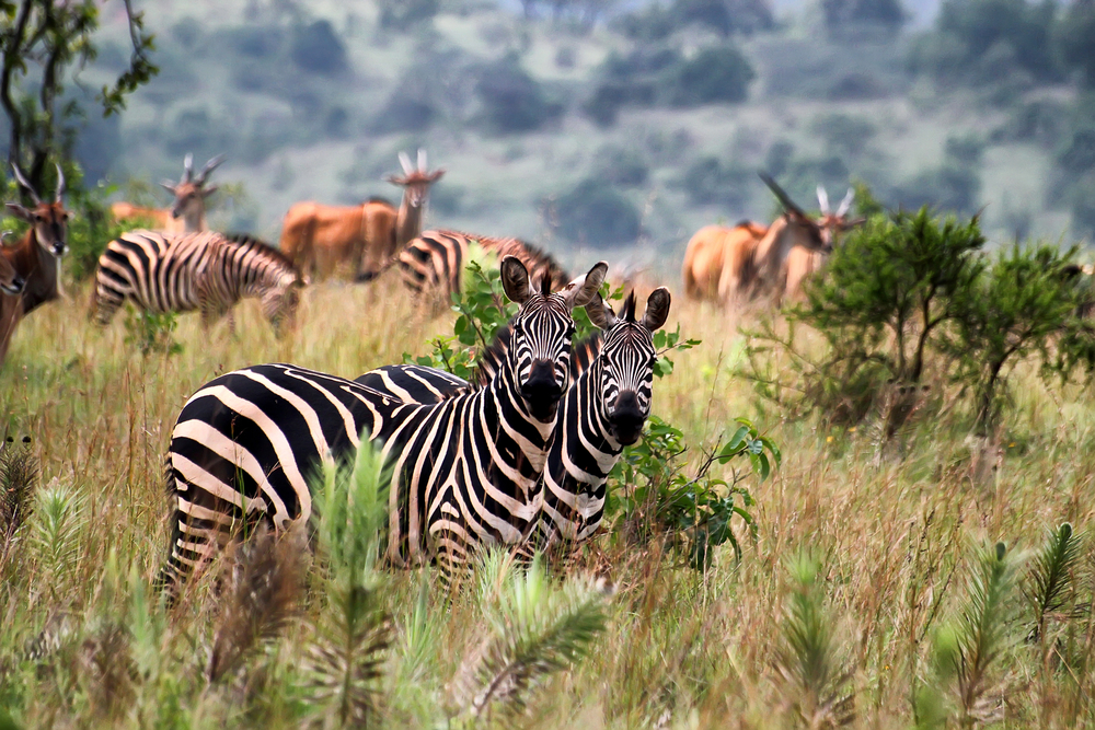 Ugalla River National Park
