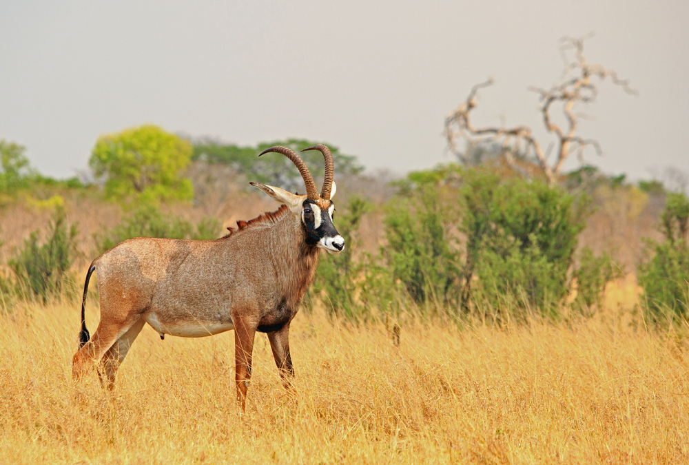 Old Oyo National Park Nigeria buffalo