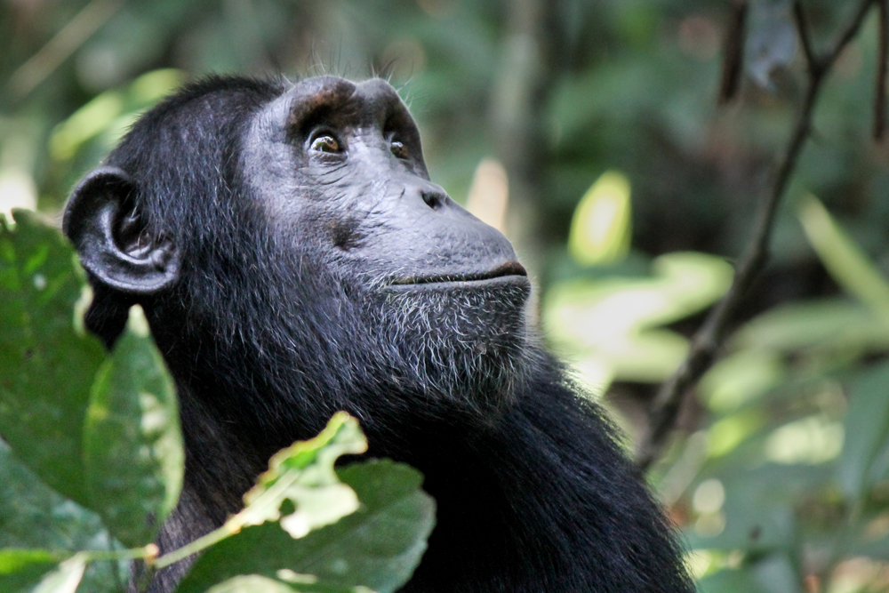 Orango National Park