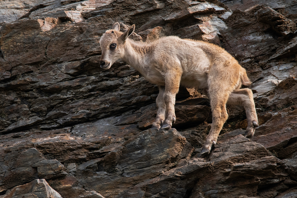 Chaambi National Park