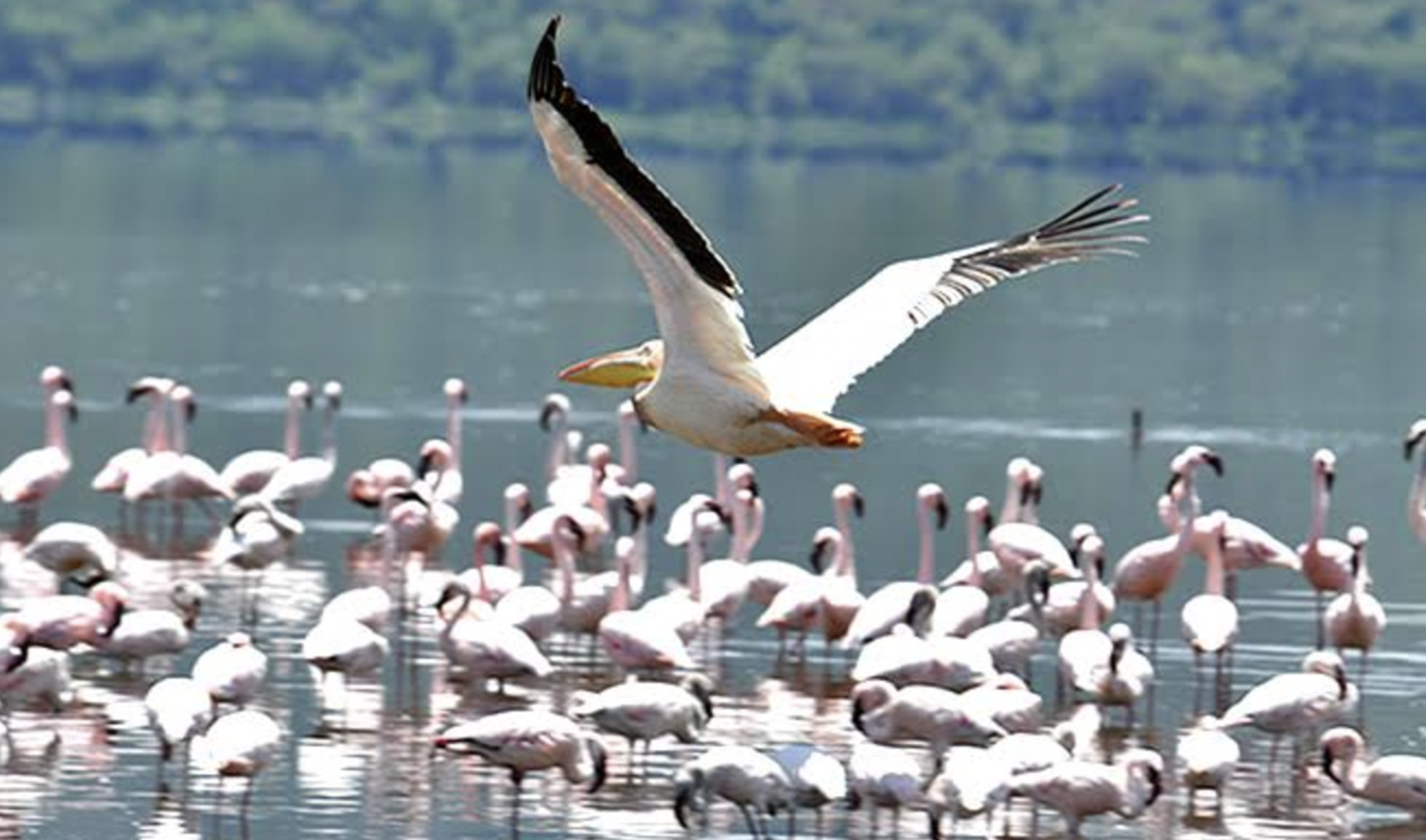 Chad Basin National Park