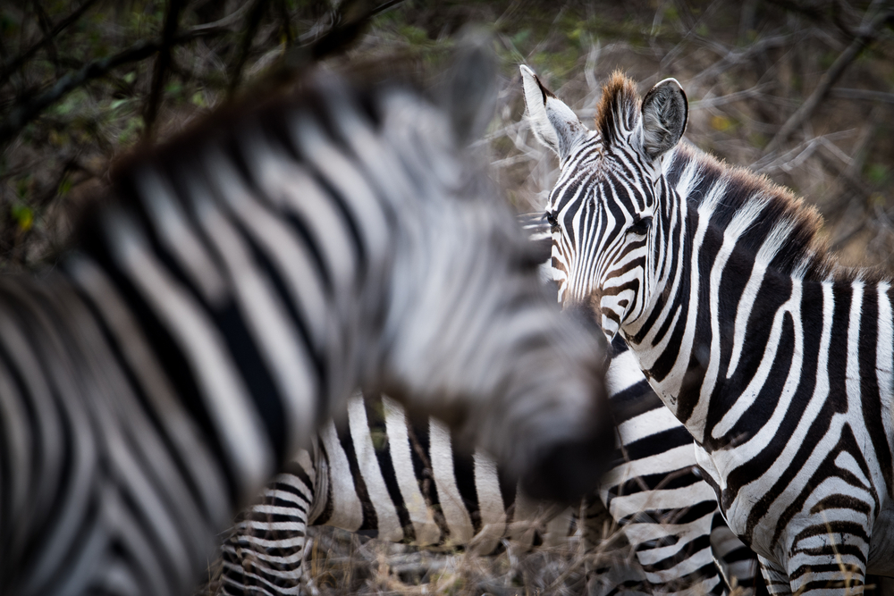 Chyulu Hills National Park