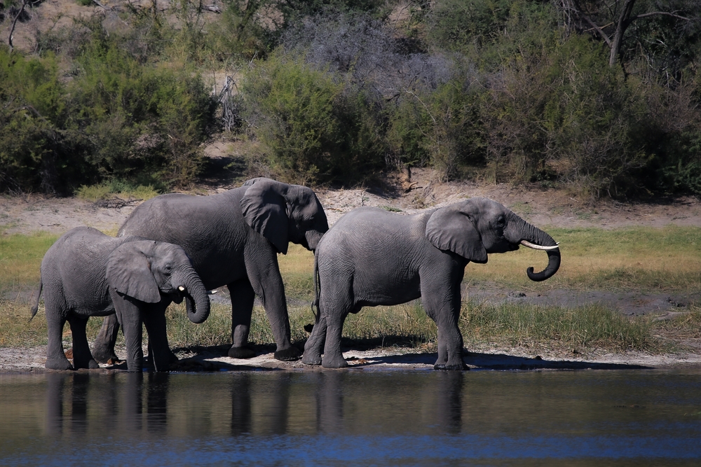 Comoé National Park