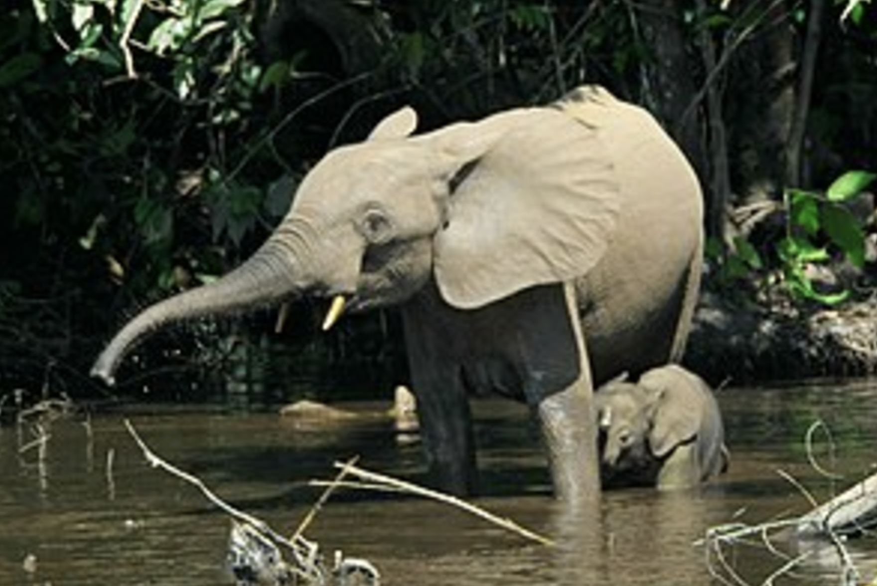 Cross River National Park