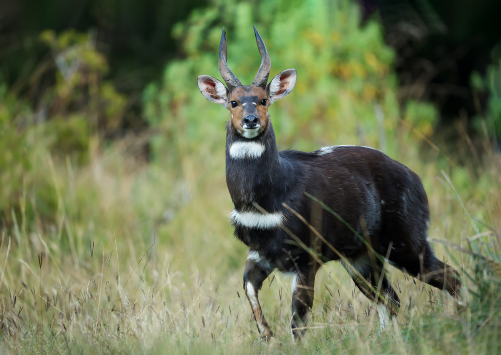 Dati Wolel National Park