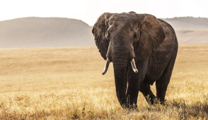 Dinder National Park | National Parks Association