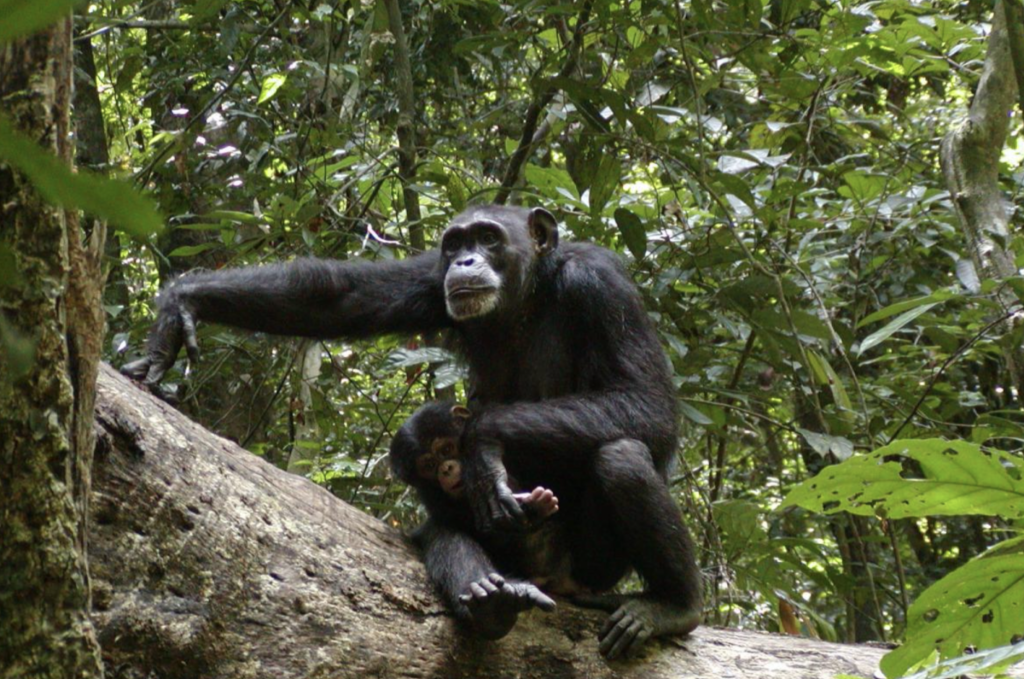 Orango National Park