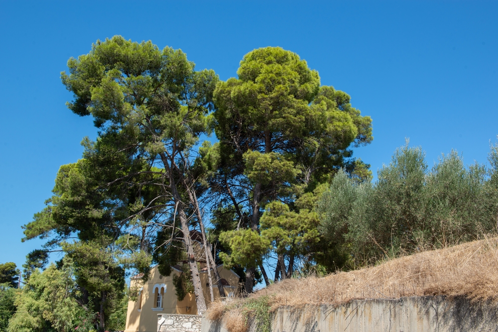 El Feidja National Park aleppo pine