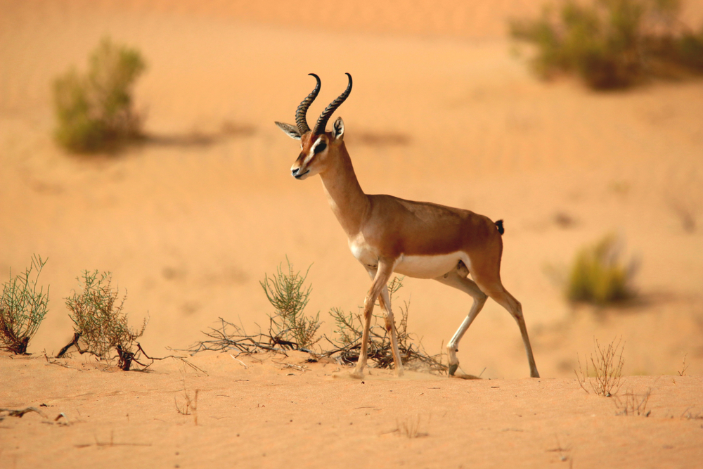 El Naggazza National Park sand gazelles