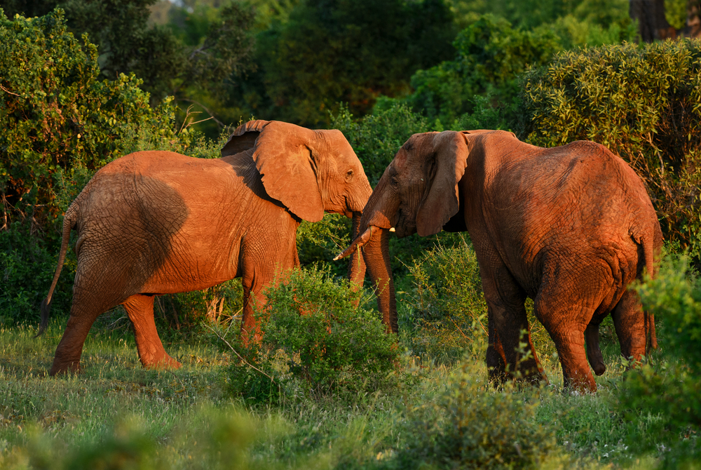 Fosse aux Lions National Park