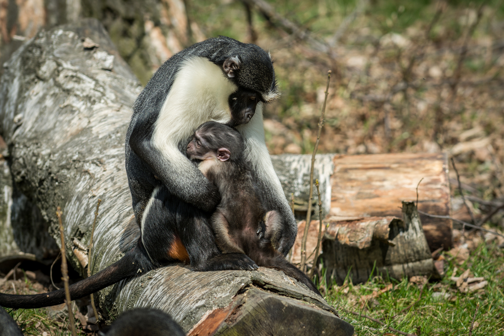 Gbi National Park Diana Monkey