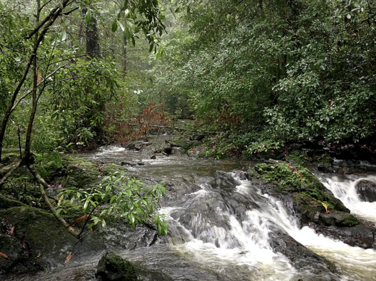 Gola Rainforest National Park