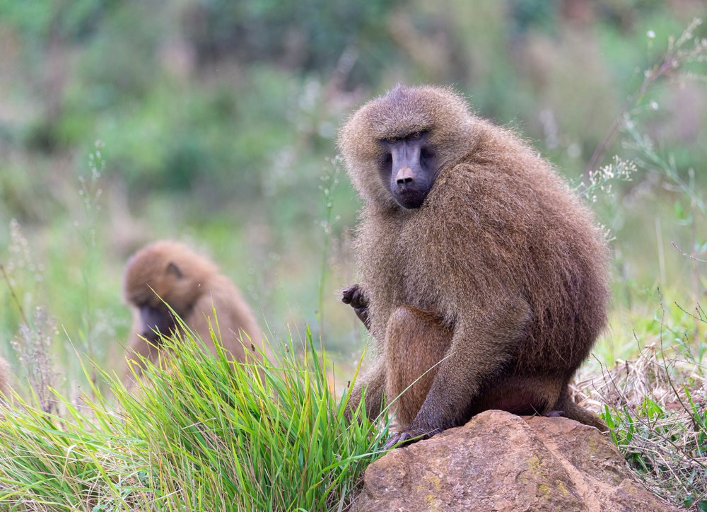 Haut Niger National Park
