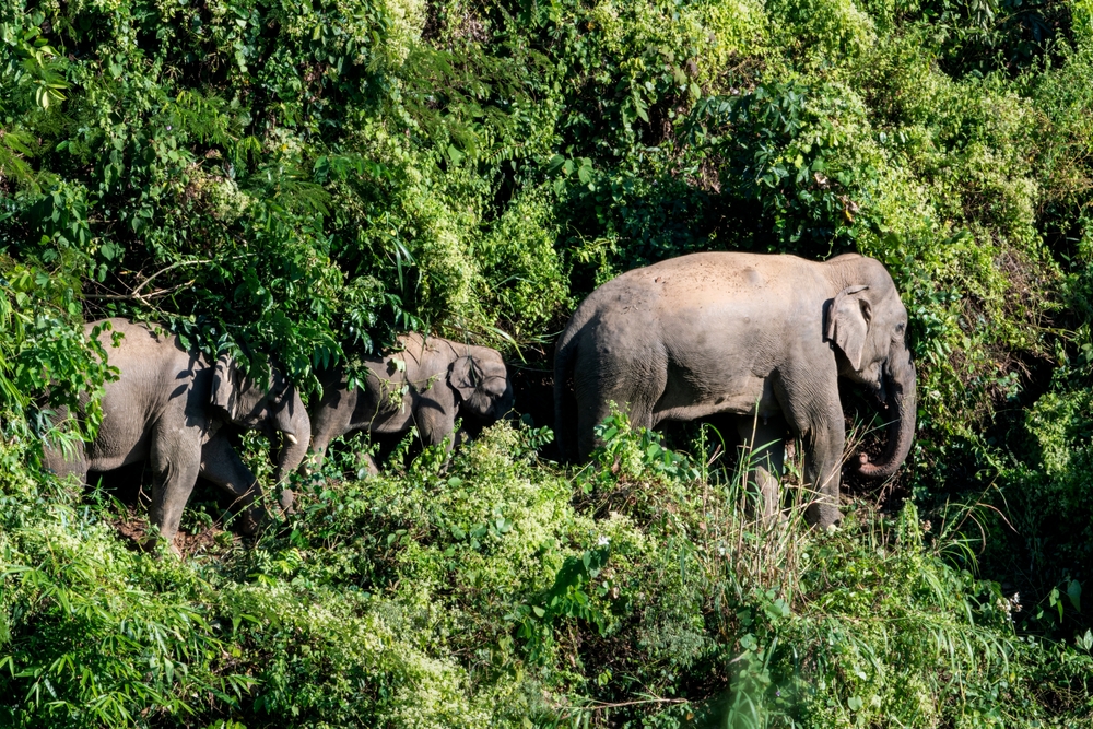 Himchari National Park