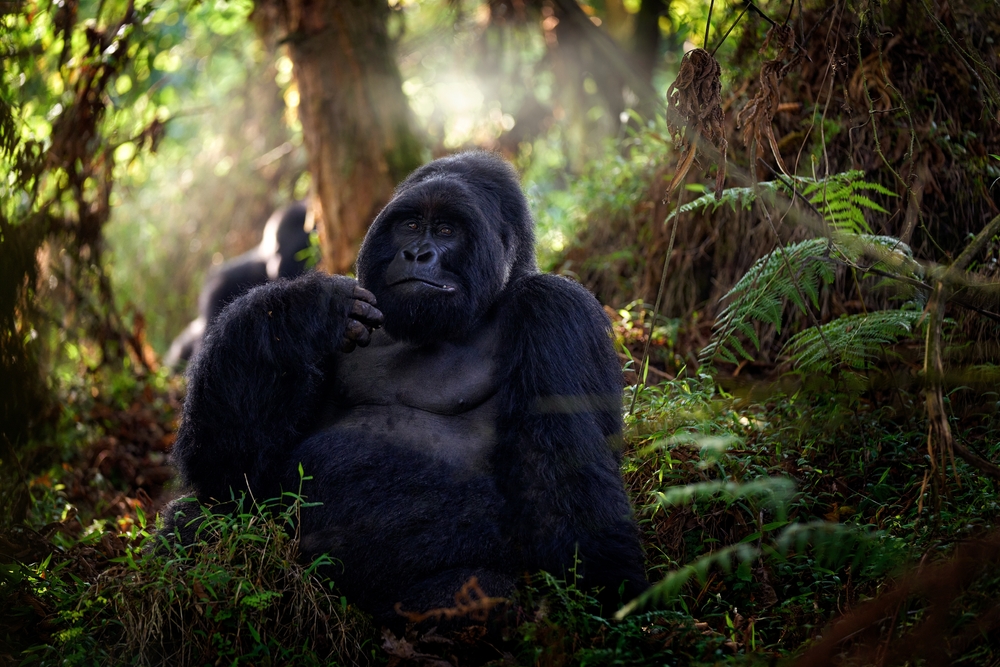 Pongara National Park