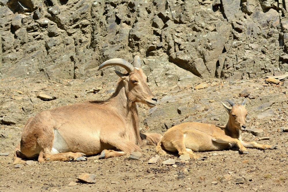 Jebel Hassania National Park Barbary sheep