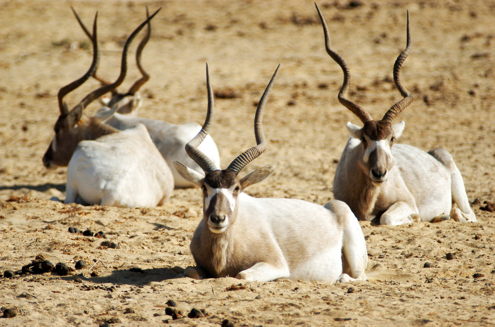 Jebil National Park