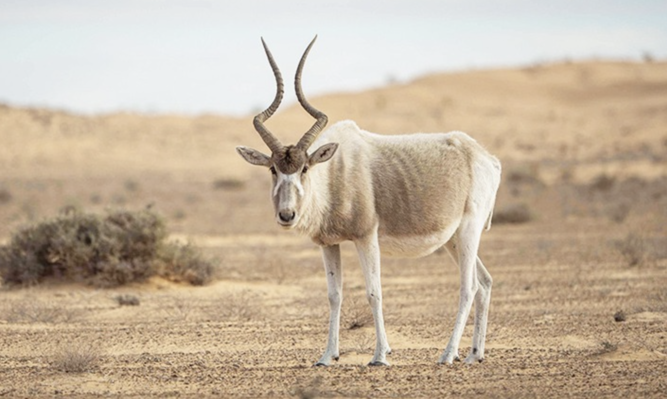 Jebil National Park