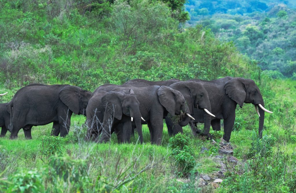 Yangudi Rassa National Park