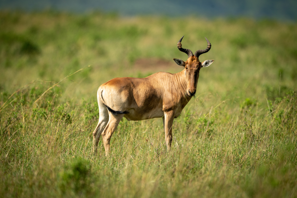Old Oyo National Park Nigeria buffalo