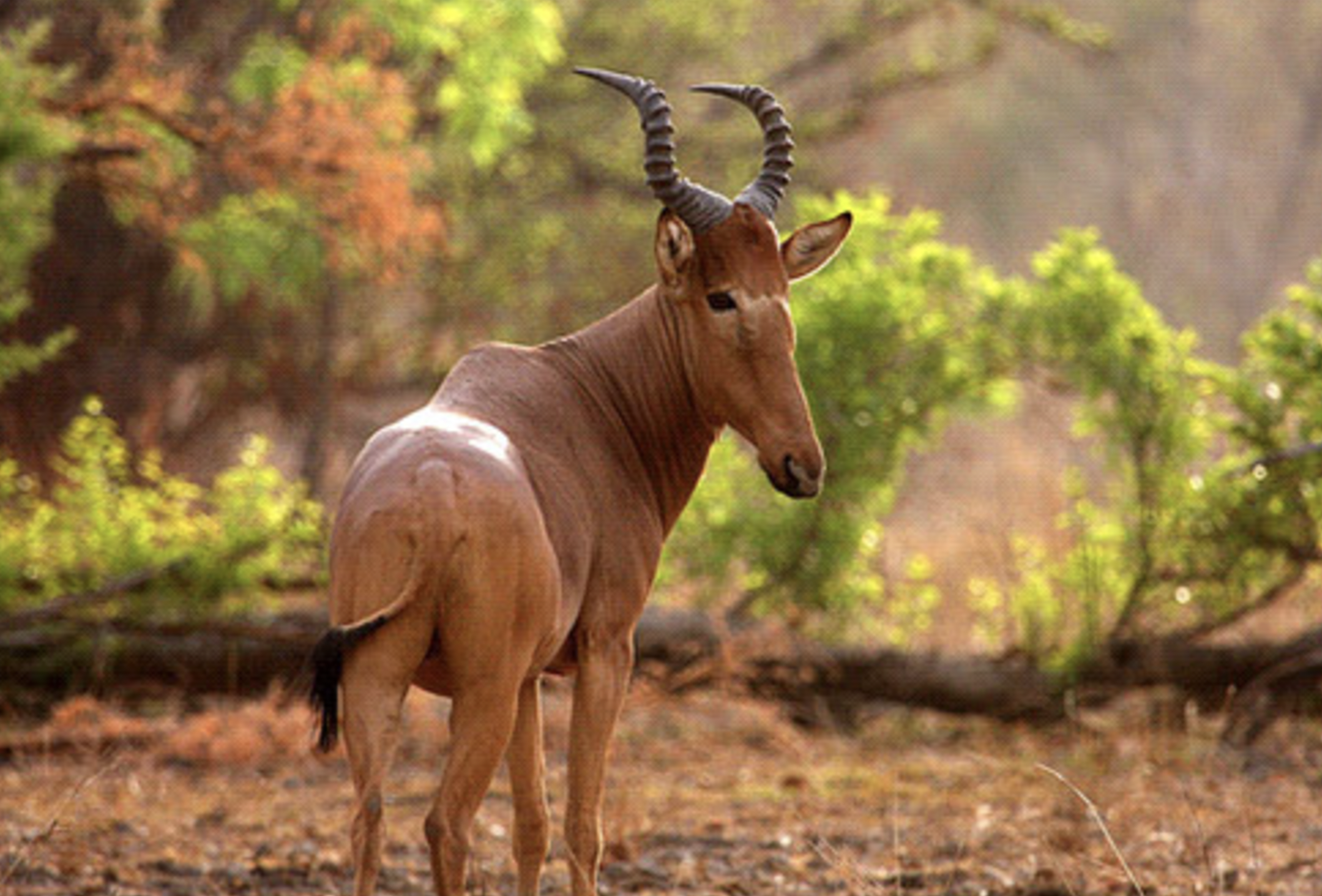 Kamuku National Park