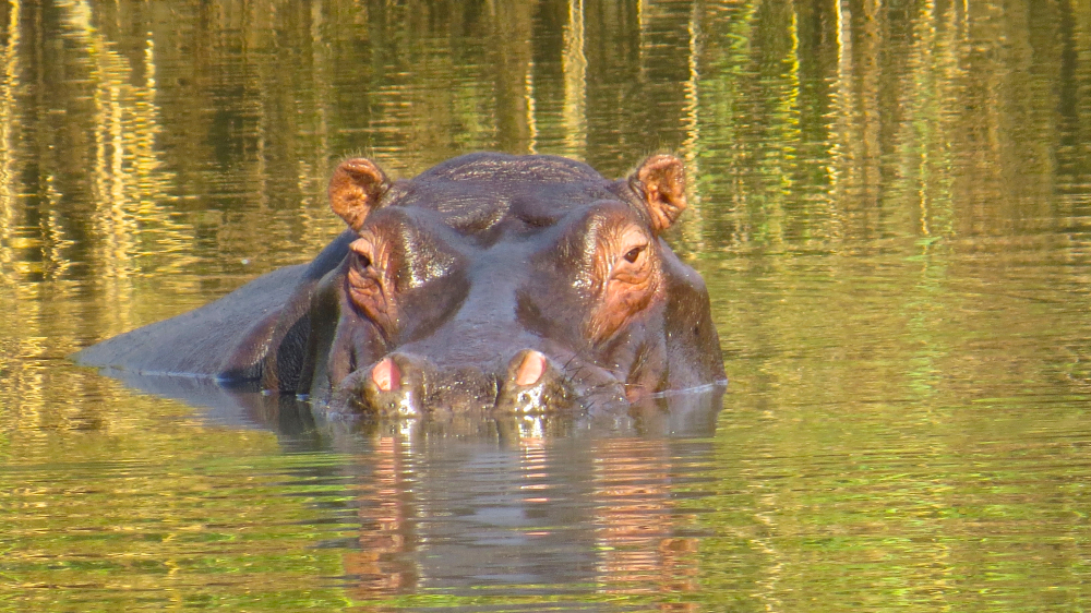 Kasanka National Park