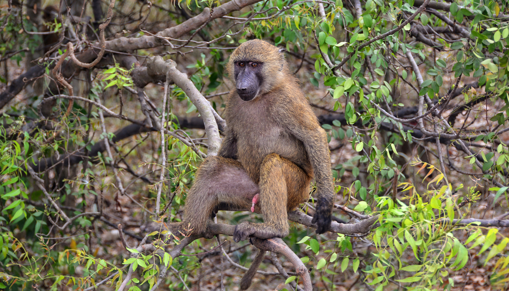Fosse aux Lions National Park