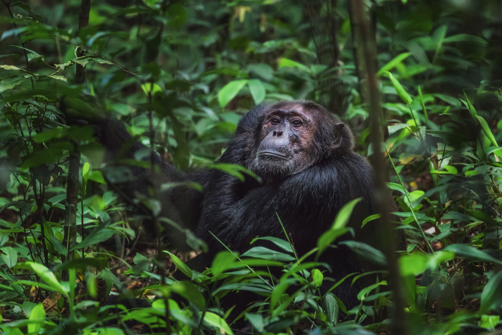 Kibale National Park