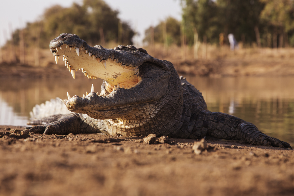 Mkomazi National Park