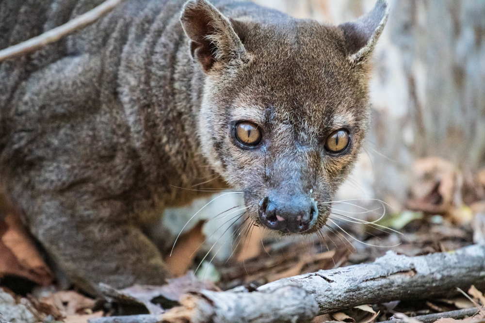 Sahamalaza-Iles Radama National Park