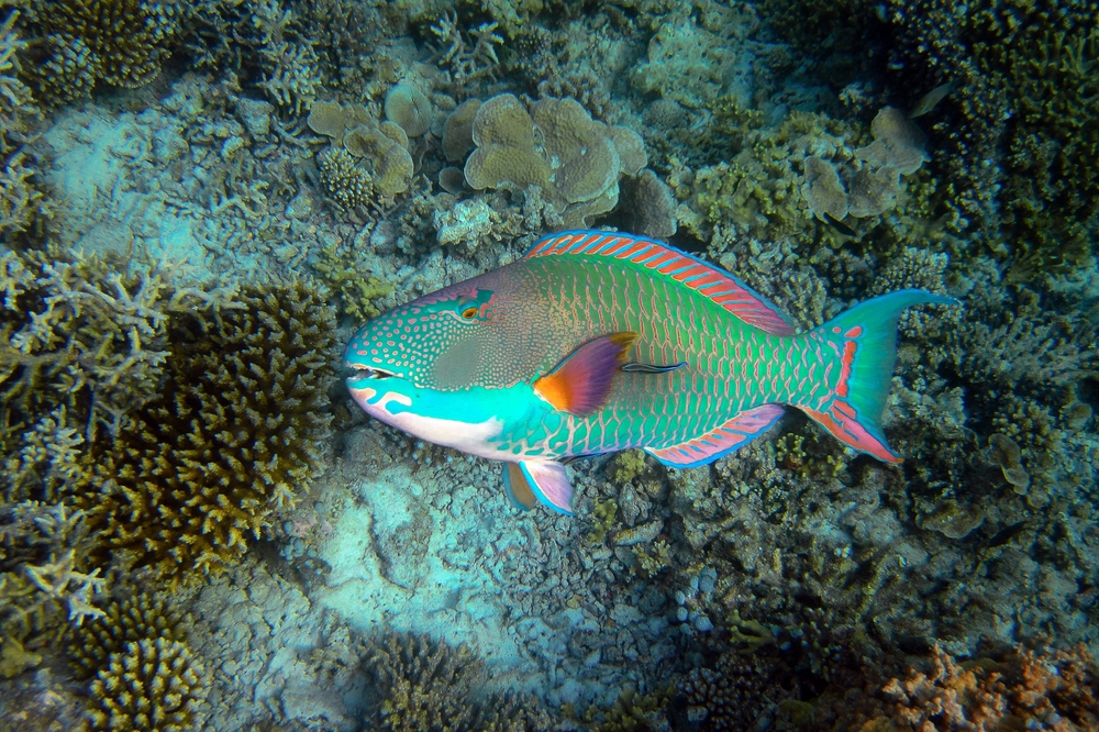 Botum Sakor National Park