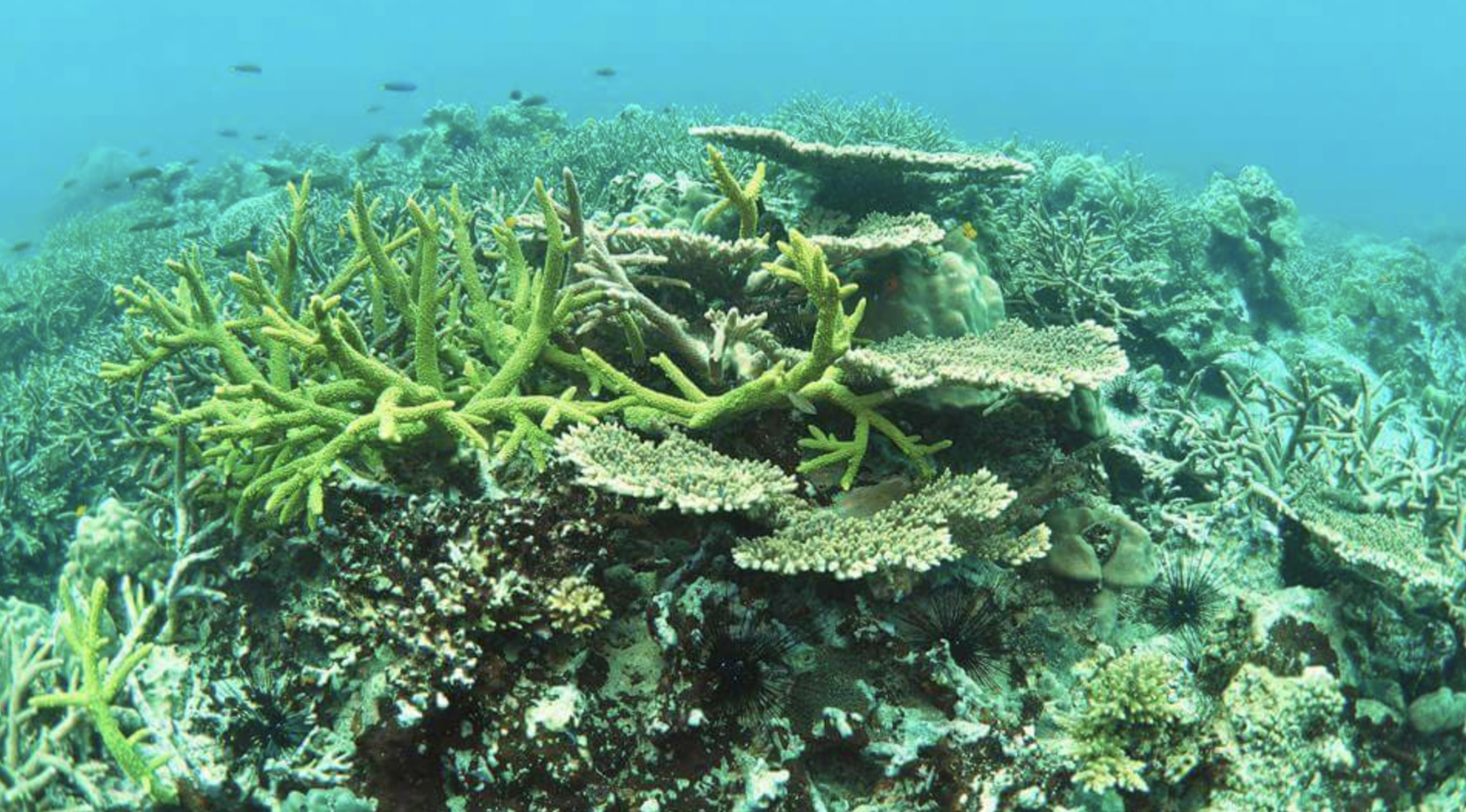 Koh Rong Marine National Park