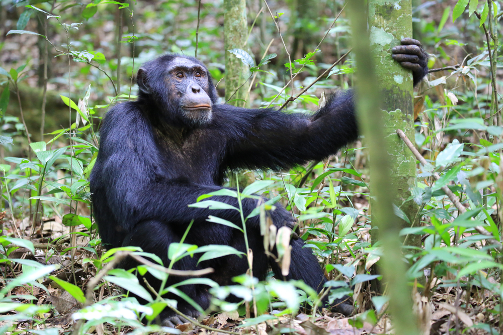 Kouroufing National Park chimpanzee