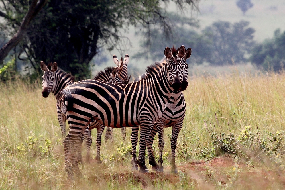 Kundelungu National Park