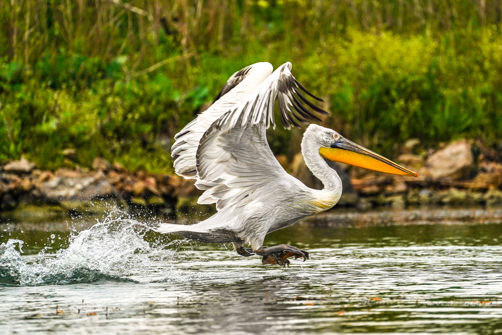 Lake Arpi National Park