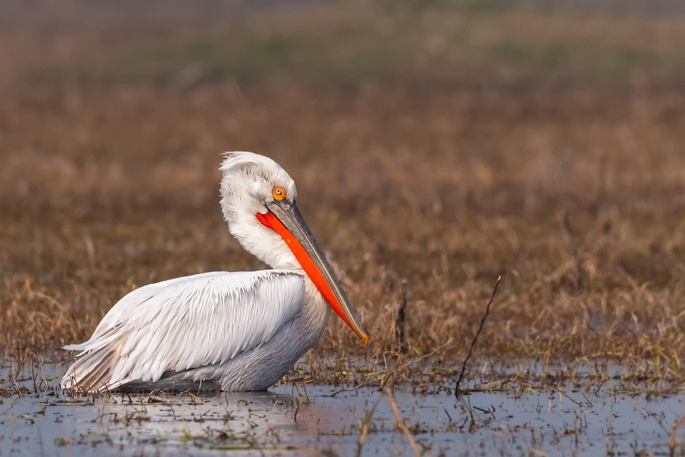 Lake Arpi National Park