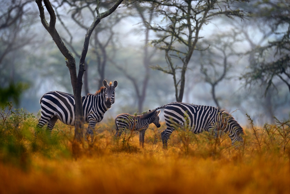 Lake Mburo National Park