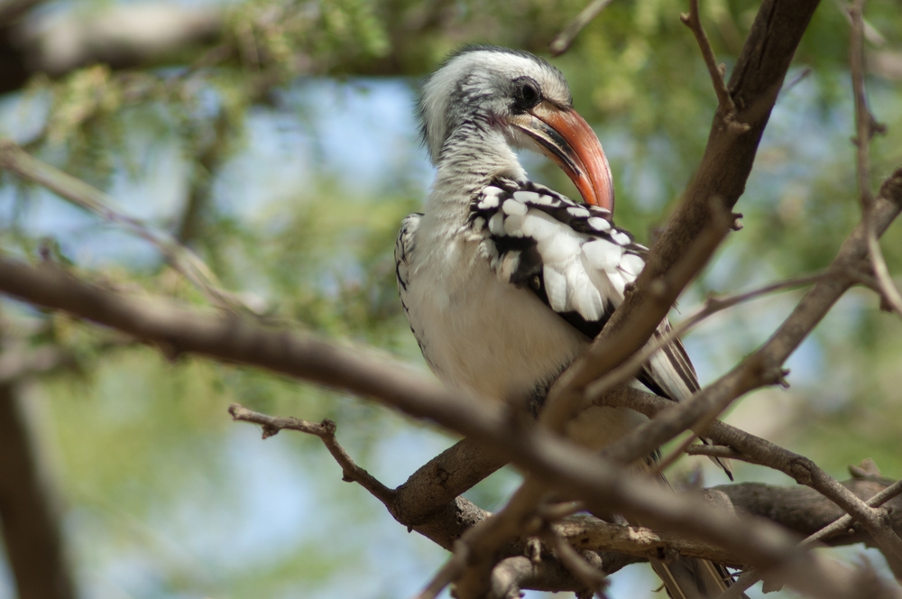 Langue de Barbarie National park