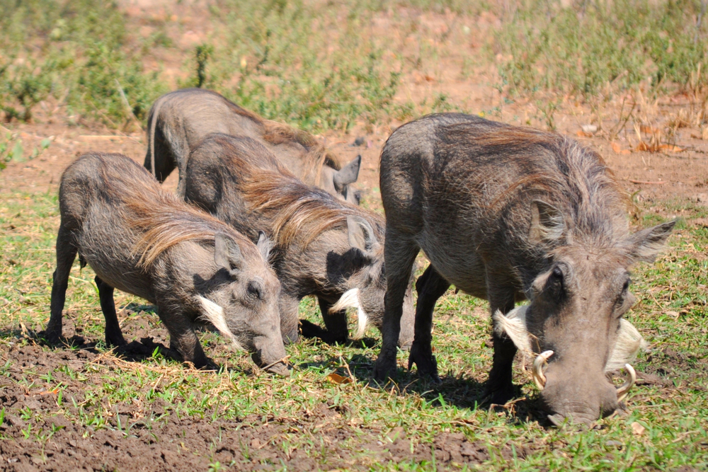 Nyika National Park