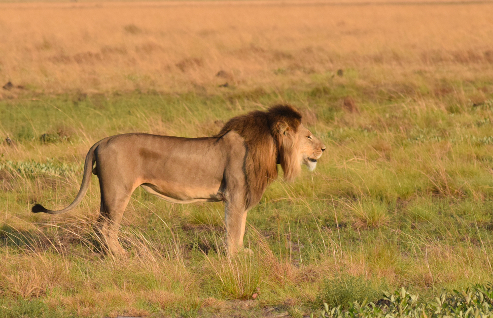 Liuwa Plain National Park